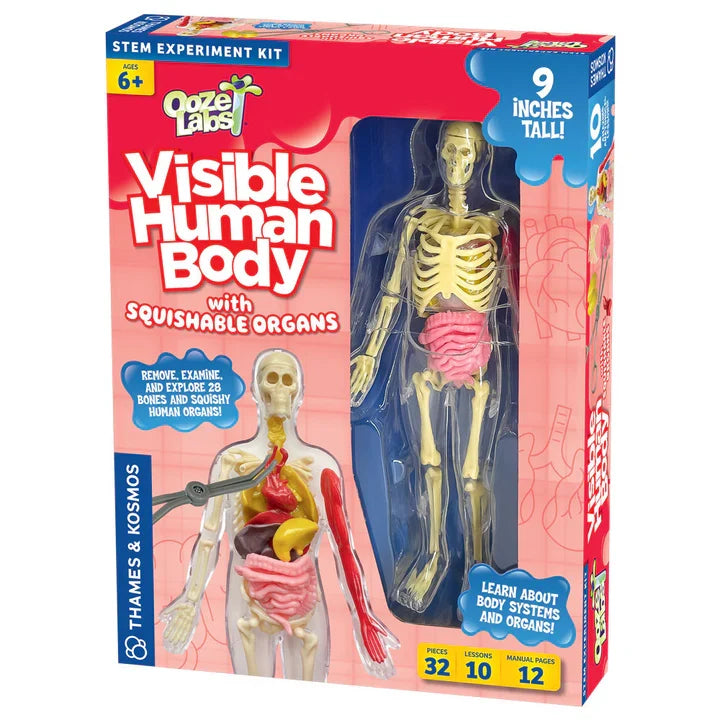 Squishable Human Anatomy Model