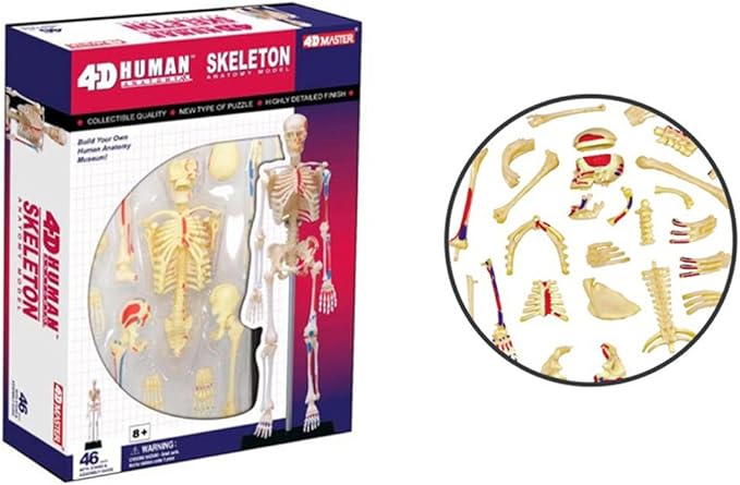 4D Human Skeleton Model
