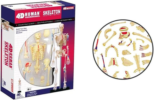 4D Human Skeleton Model