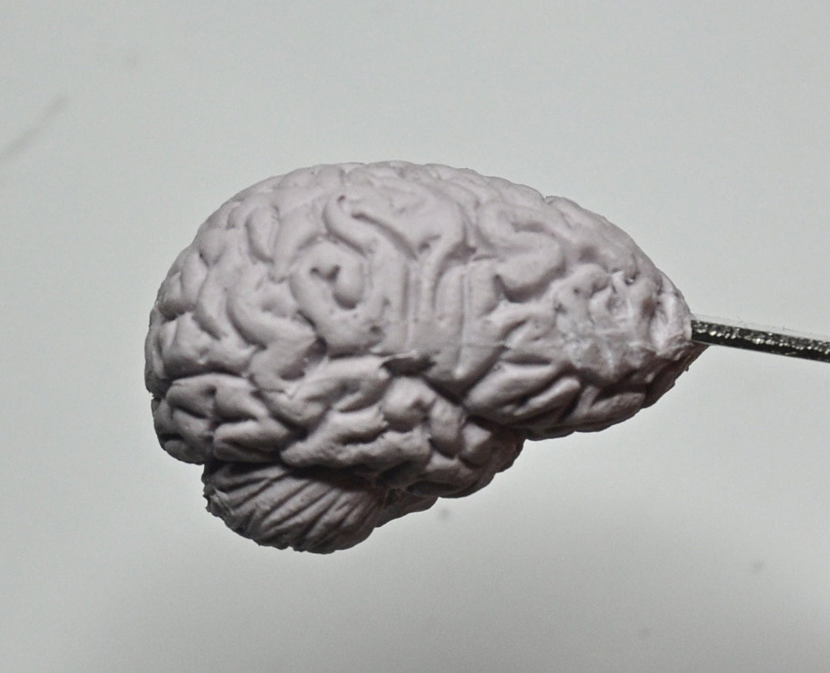 Brain Bottle Opener