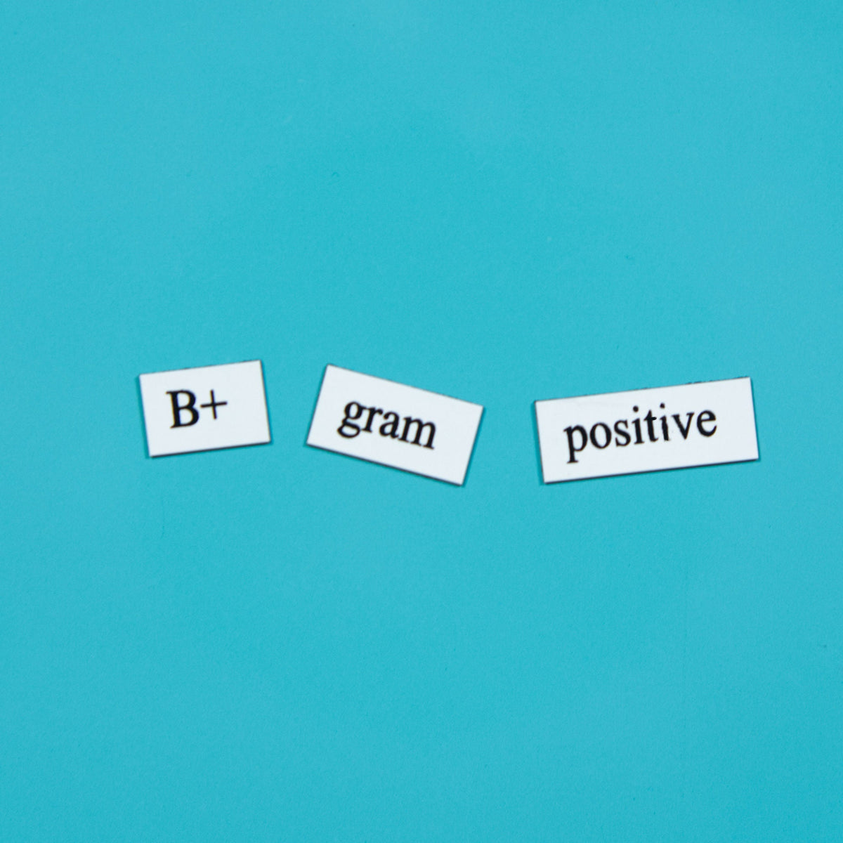 Biology Word Magnets